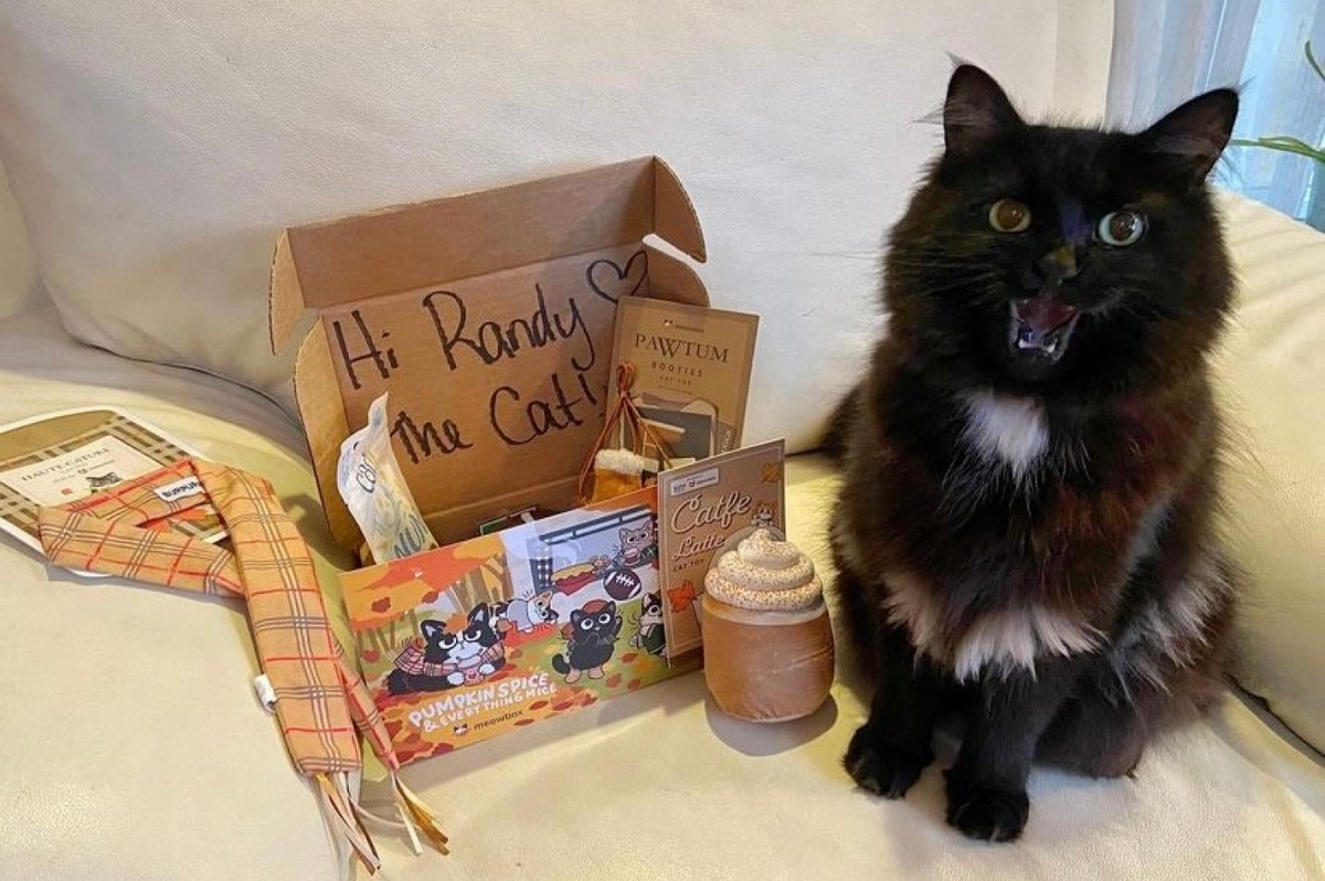 Unleash the Fun: Why Your Cat Needs a PurrPack Subscription